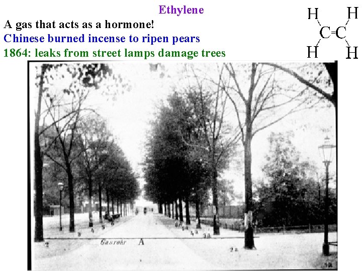 Ethylene A gas that acts as a hormone! Chinese burned incense to ripen pears