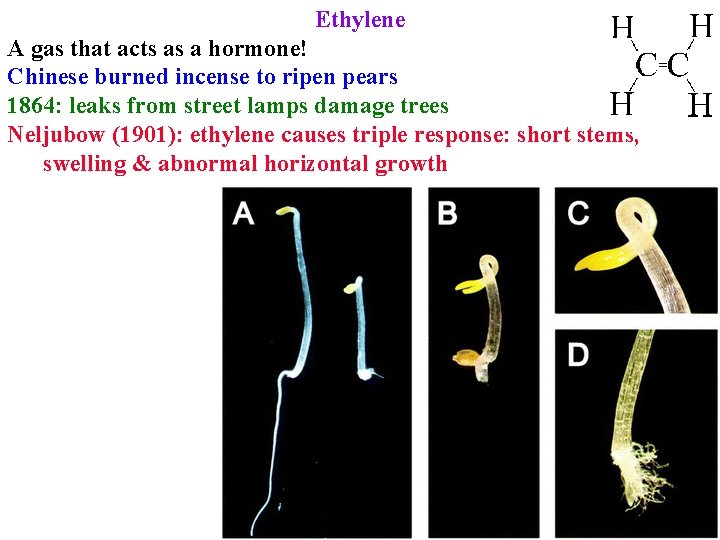 Ethylene A gas that acts as a hormone! Chinese burned incense to ripen pears