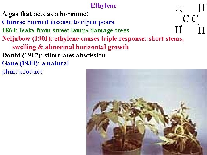 Ethylene A gas that acts as a hormone! Chinese burned incense to ripen pears