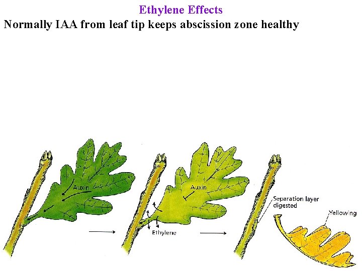 Ethylene Effects Normally IAA from leaf tip keeps abscission zone healthy 