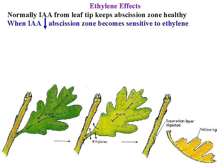 Ethylene Effects Normally IAA from leaf tip keeps abscission zone healthy When IAA abscission