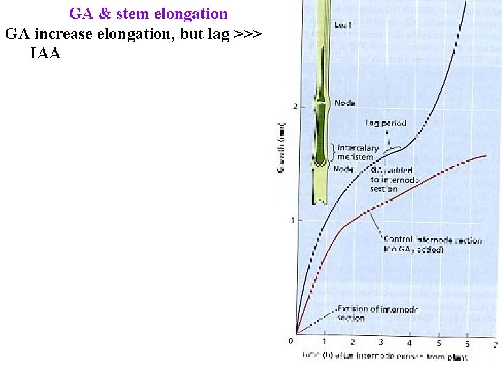 GA & stem elongation GA increase elongation, but lag >>> IAA 