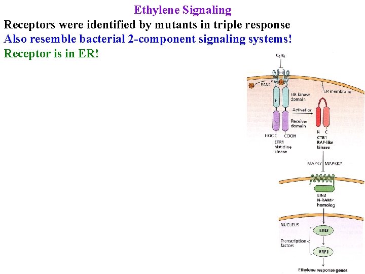 Ethylene Signaling Receptors were identified by mutants in triple response Also resemble bacterial 2