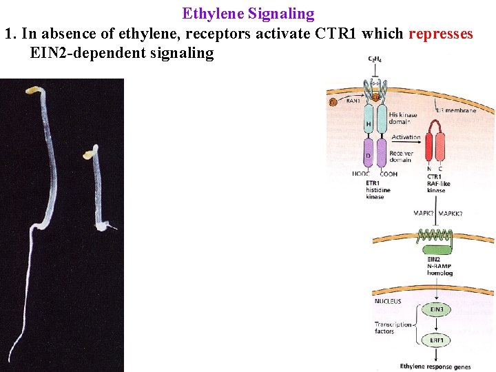 Ethylene Signaling 1. In absence of ethylene, receptors activate CTR 1 which represses EIN