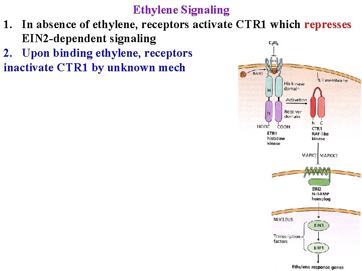 Ethylene Signaling 1. In absence of ethylene, receptors activate CTR 1 which represses EIN