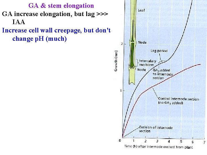 GA & stem elongation GA increase elongation, but lag >>> IAA Increase cell wall