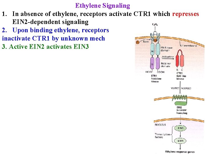 Ethylene Signaling 1. In absence of ethylene, receptors activate CTR 1 which represses EIN