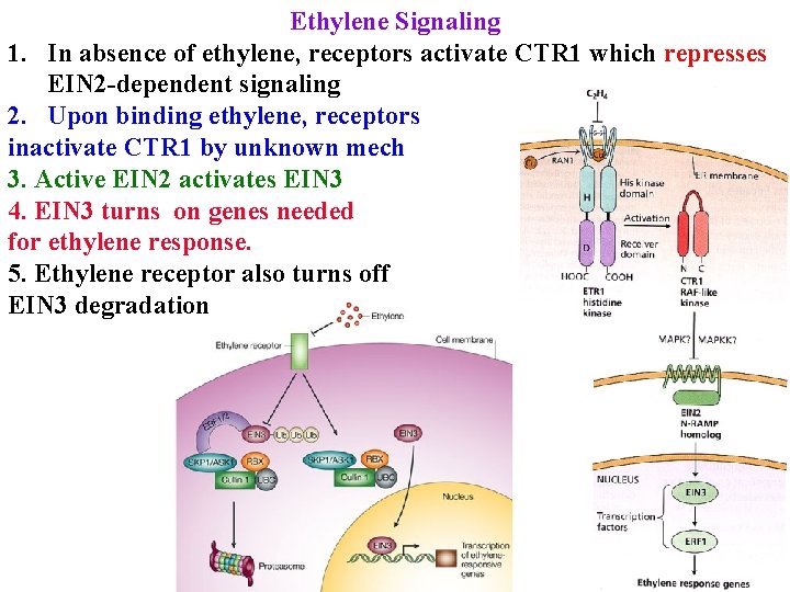 Ethylene Signaling 1. In absence of ethylene, receptors activate CTR 1 which represses EIN