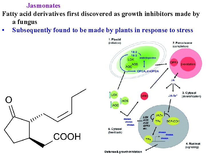 Jasmonates Fatty acid derivatives first discovered as growth inhibitors made by a fungus •