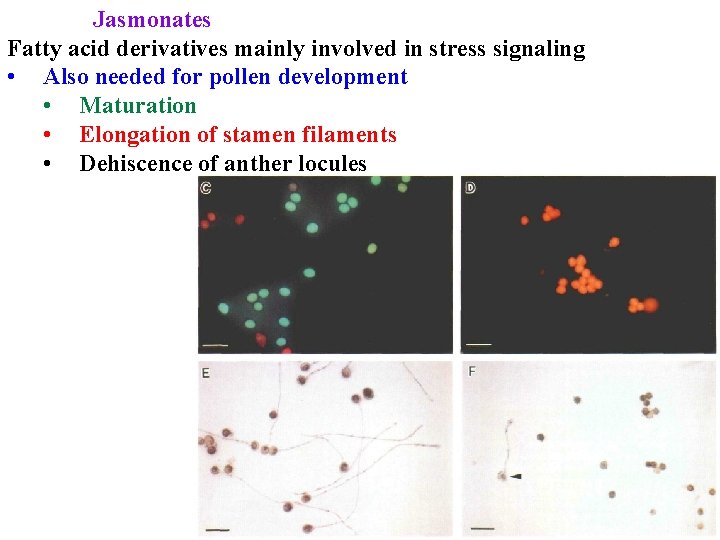 Jasmonates Fatty acid derivatives mainly involved in stress signaling • Also needed for pollen