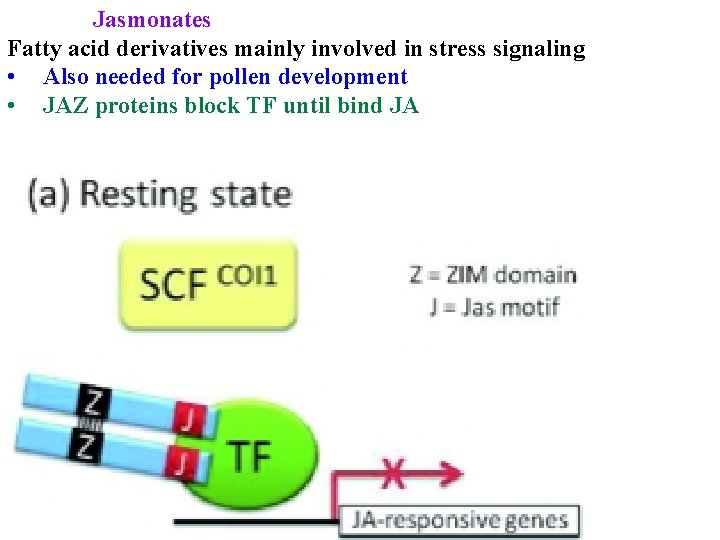 Jasmonates Fatty acid derivatives mainly involved in stress signaling • Also needed for pollen