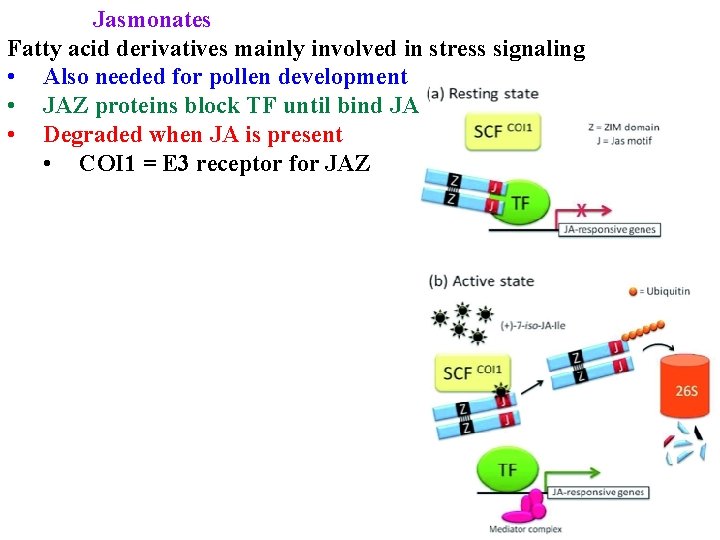 Jasmonates Fatty acid derivatives mainly involved in stress signaling • Also needed for pollen