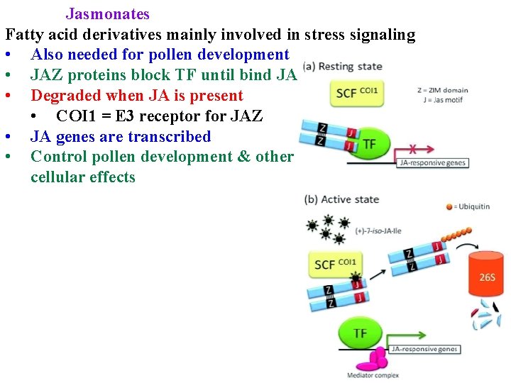 Jasmonates Fatty acid derivatives mainly involved in stress signaling • Also needed for pollen