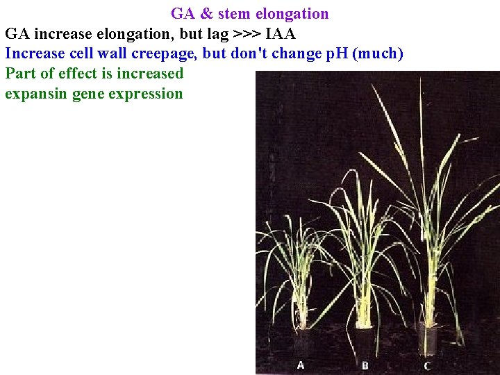 GA & stem elongation GA increase elongation, but lag >>> IAA Increase cell wall