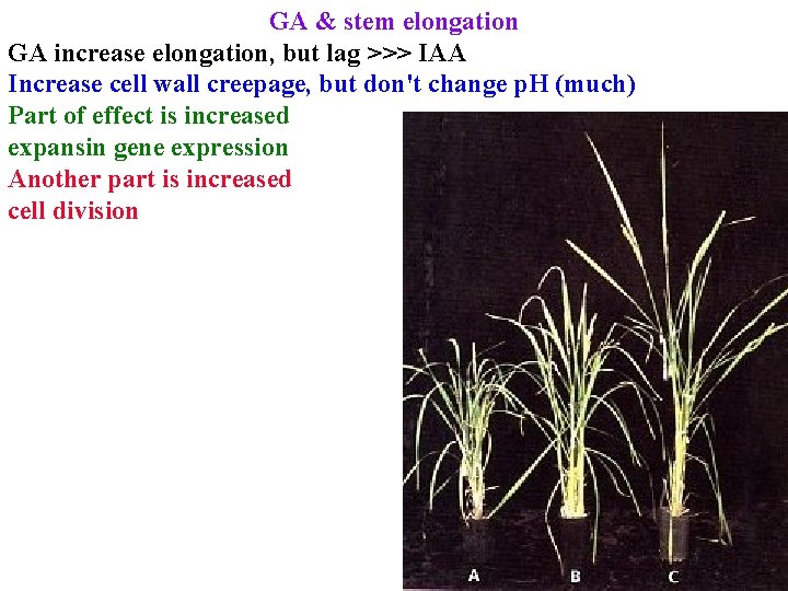 GA & stem elongation GA increase elongation, but lag >>> IAA Increase cell wall