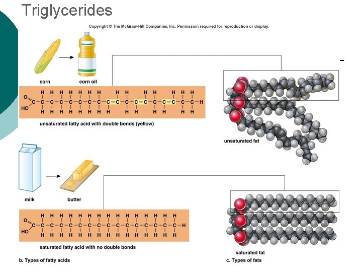 Triglycerides 
