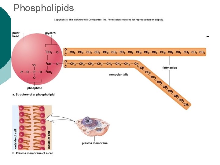 Phospholipids 