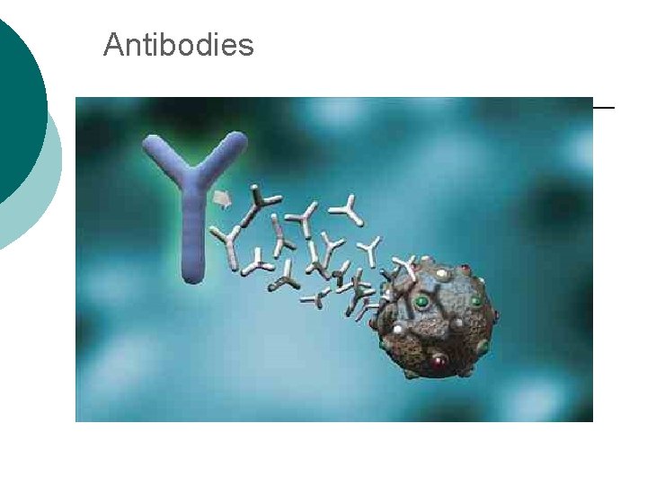 Antibodies 
