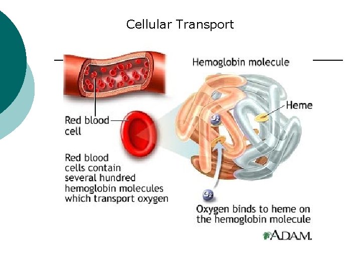 Cellular Transport 