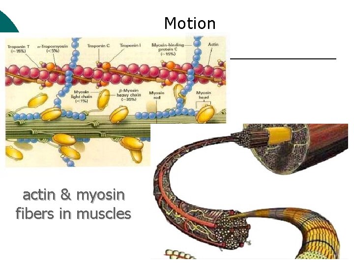 Motion actin & myosin fibers in muscles 