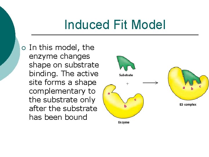 Induced Fit Model ¡ In this model, the enzyme changes shape on substrate binding.