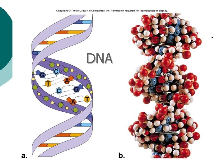 DNA 