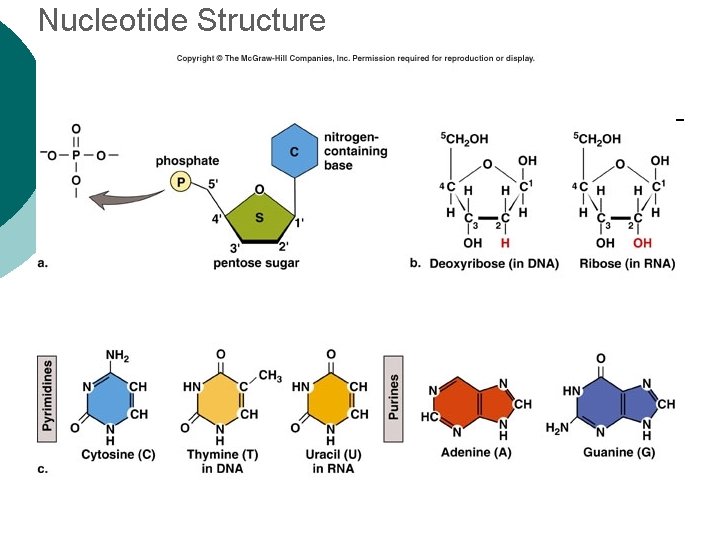 Nucleotide Structure 