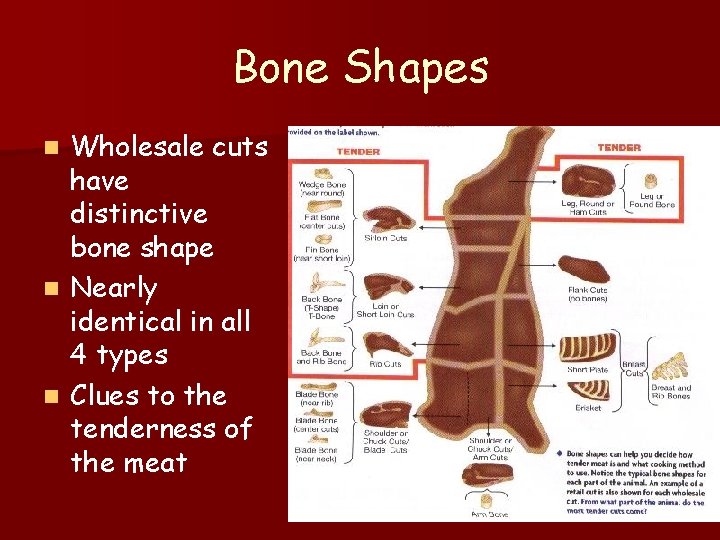 Bone Shapes Wholesale cuts have distinctive bone shape n Nearly identical in all 4