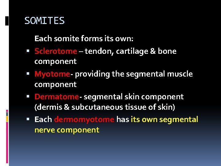 SOMITES Each somite forms its own: Sclerotome – tendon, cartilage & bone component Myotome-