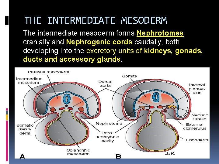 THE INTERMEDIATE MESODERM The intermediate mesoderm forms Nephrotomes cranially and Nephrogenic cords caudally, both