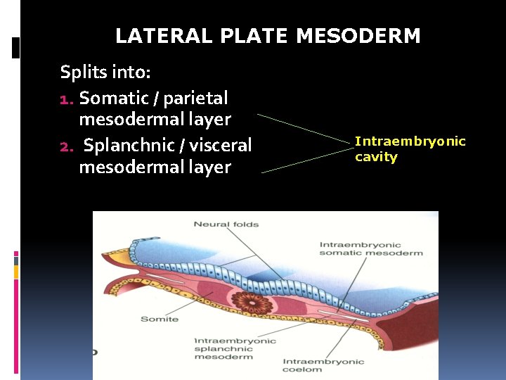 LATERAL PLATE MESODERM Splits into: 1. Somatic / parietal mesodermal layer 2. Splanchnic /