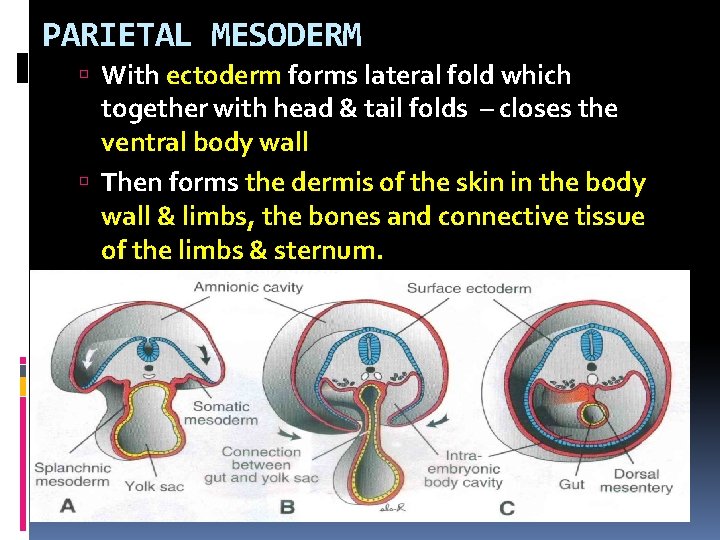 PARIETAL MESODERM With ectoderm forms lateral fold which together with head & tail folds