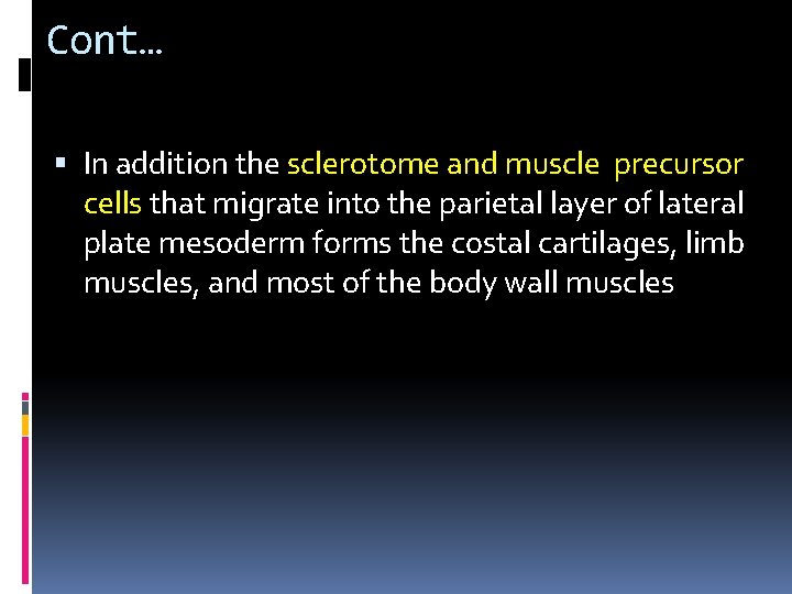 Cont… In addition the sclerotome and muscle precursor cells that migrate into the parietal