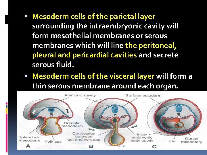  Mesoderm cells of the parietal layer surrounding the intraembryonic cavity will form mesothelial