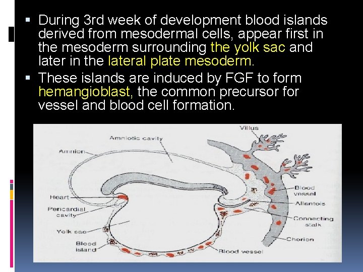  During 3 rd week of development blood islands derived from mesodermal cells, appear