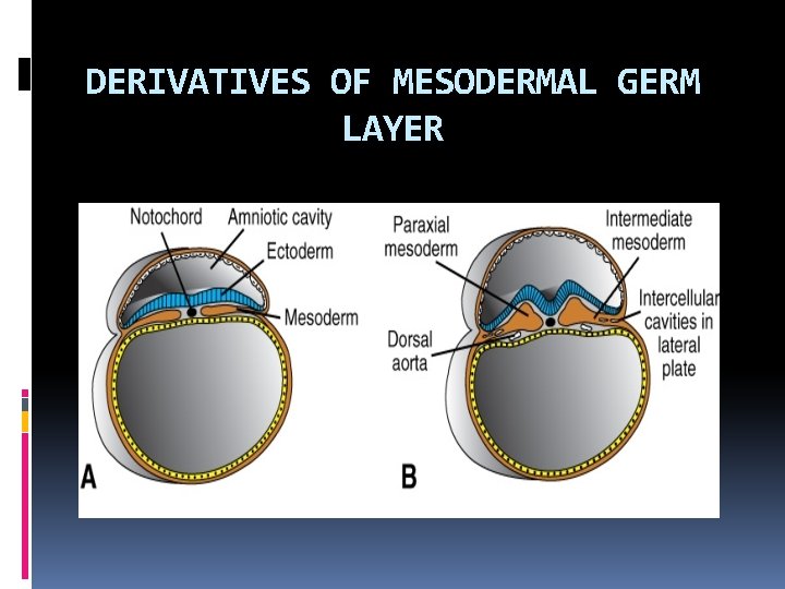 DERIVATIVES OF MESODERMAL GERM LAYER 