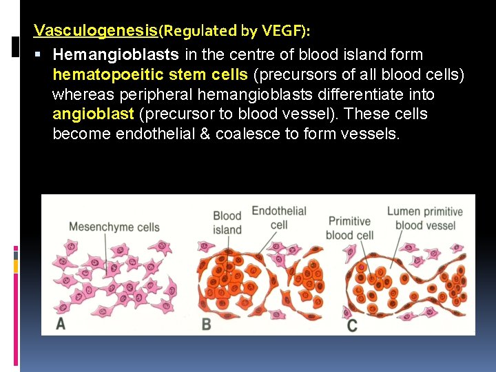 Vasculogenesis(Regulated by VEGF): Hemangioblasts in the centre of blood island form hematopoeitic stem cells