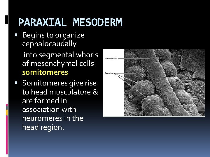 PARAXIAL MESODERM Begins to organize cephalocaudally into segmental whorls of mesenchymal cells – somitomeres