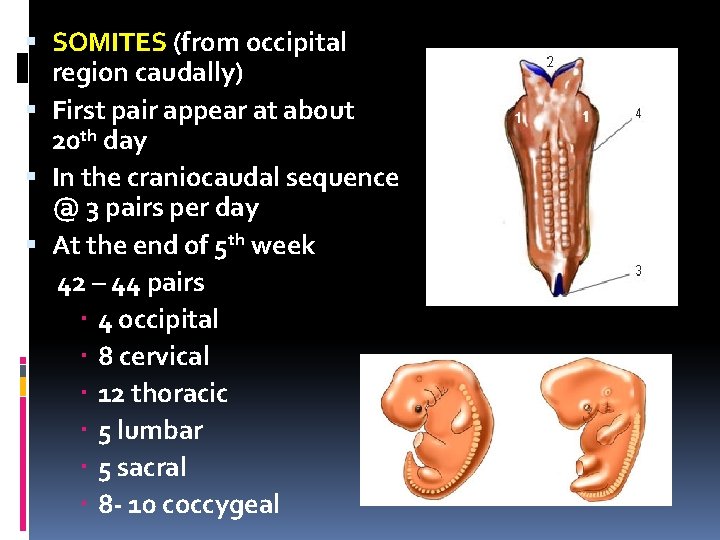  SOMITES (from occipital region caudally) First pair appear at about 20 th day