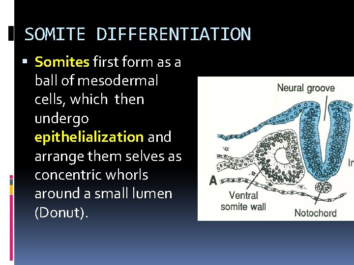 SOMITE DIFFERENTIATION Somites first form as a ball of mesodermal cells, which then undergo