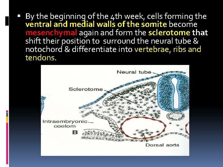 By the beginning of the 4 th week, cells forming the ventral and