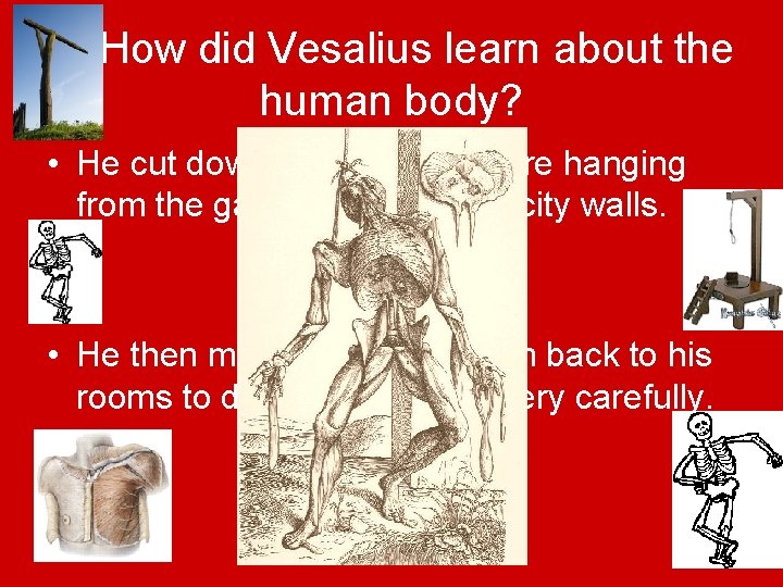 4) How did Vesalius learn about the human body? • He cut down corpses