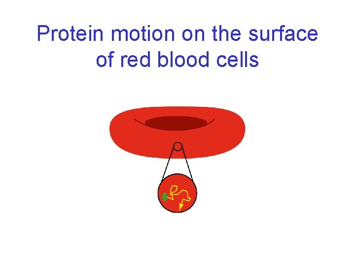 Protein motion on the surface of red blood cells 