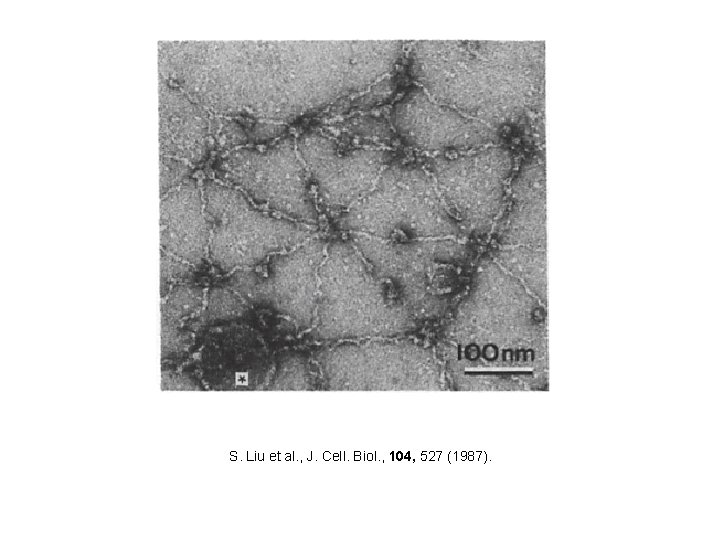 S. Liu et al. , J. Cell. Biol. , 104, 527 (1987). 