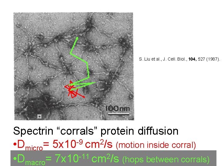 S. Liu et al. , J. Cell. Biol. , 104, 527 (1987). Spectrin “corrals”