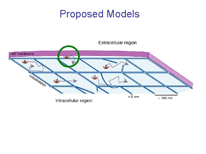 Proposed Models 