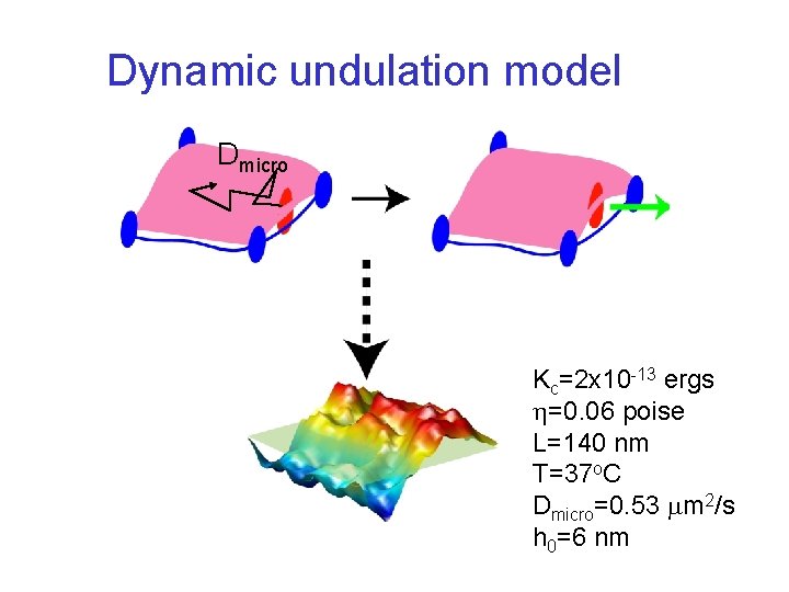 Dynamic undulation model Dmicro Kc=2 x 10 -13 ergs =0. 06 poise L=140 nm