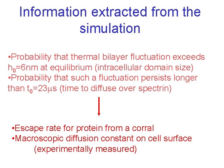 Information extracted from the simulation • Probability that thermal bilayer fluctuation exceeds h 0=6