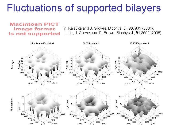 Fluctuations of supported bilayers Y. Kaizuka and J. Groves, Biophys. J. , 86, 905