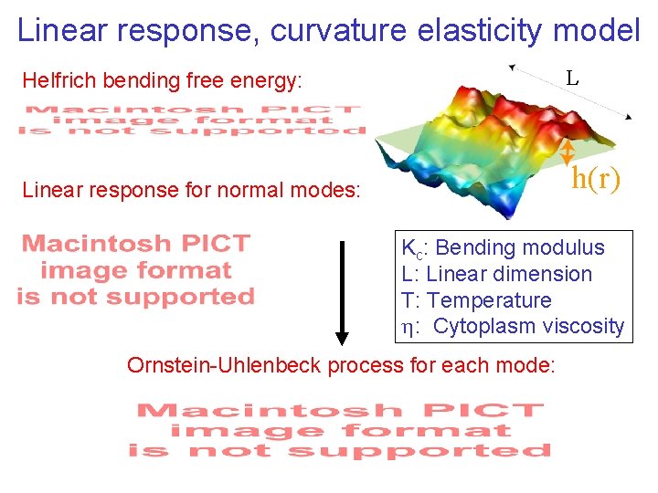 Linear response, curvature elasticity model Helfrich bending free energy: L Linear response for normal